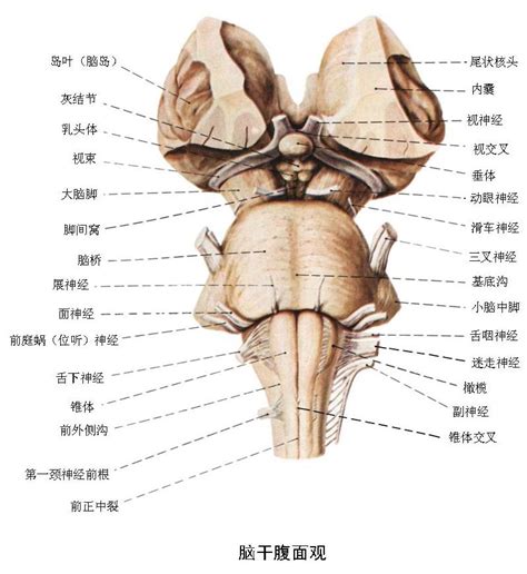 木原腦幹|腦幹:腦幹的外形,腦幹腹側面,腦幹背側面,腦幹構造,內。